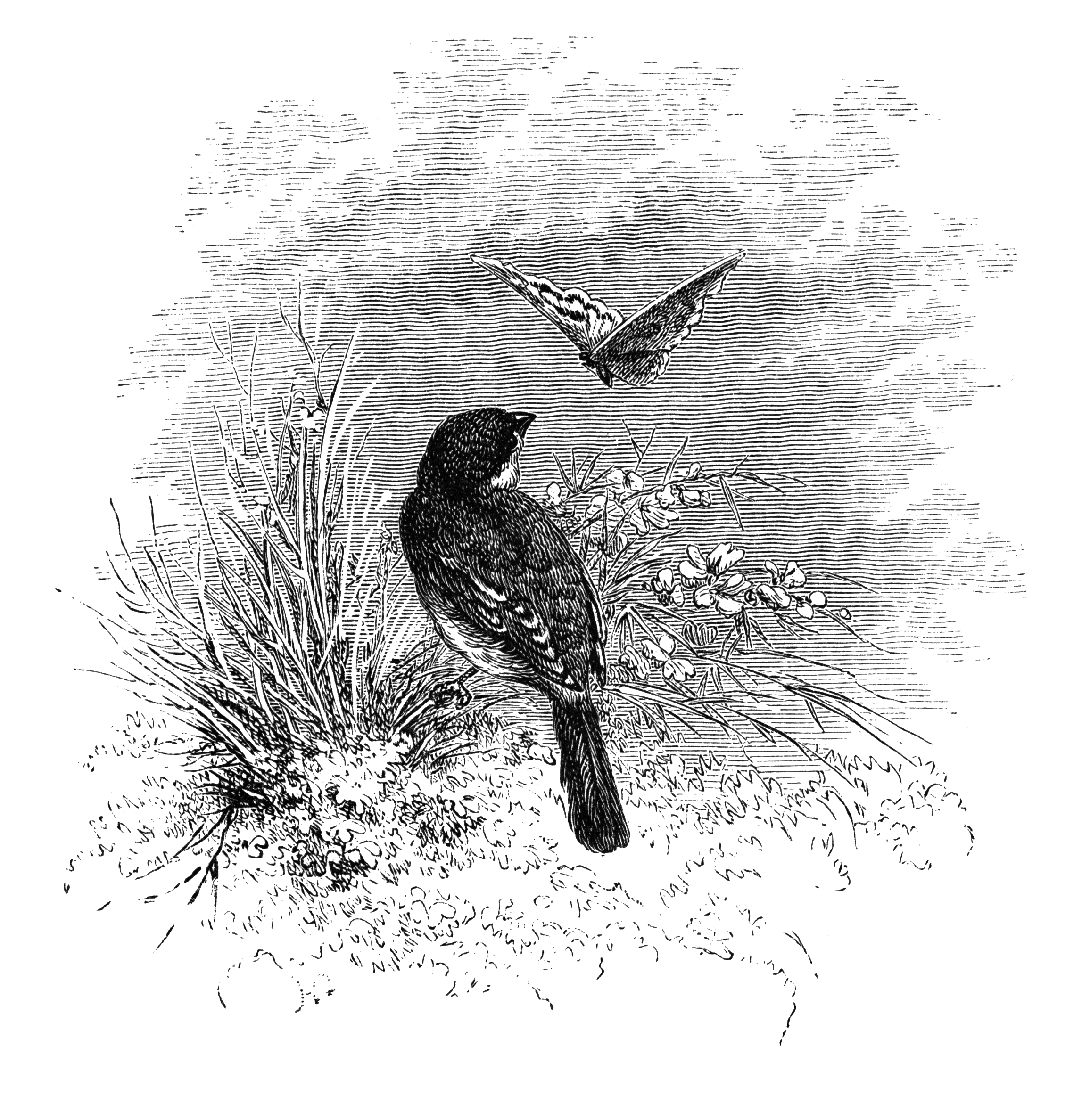 A bird and a butterfly